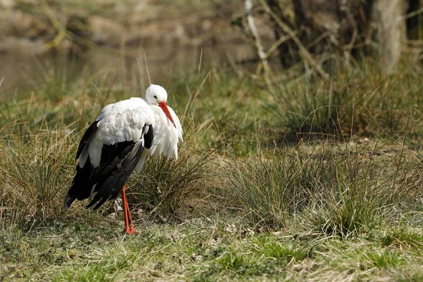 Cigüeña Blanca Prado — Foto de Stock