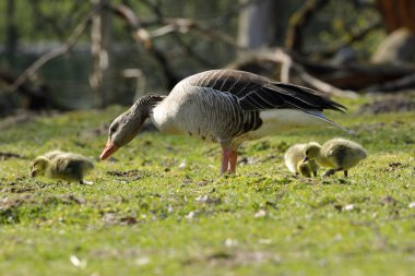 Piliçlerle Avrupalı Greylag Kaz