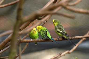 Avustralya konumundan Budgies 