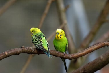 Avustralya konumundan Budgies 