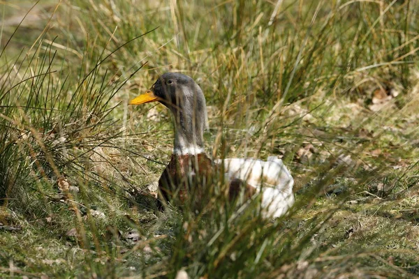 Canard Sauvage Dans Herbe Haute — Photo