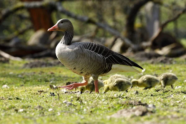 Husa Kuřaty Greylag — Stock fotografie