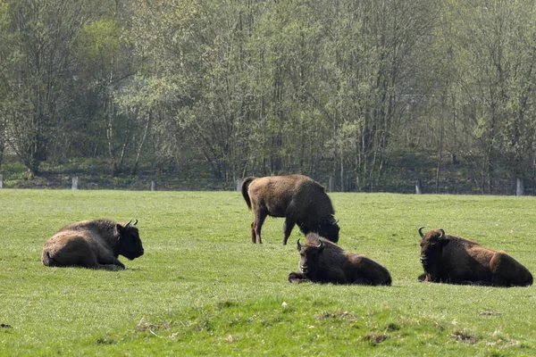 Europese Bizon Een Weide — Stockfoto