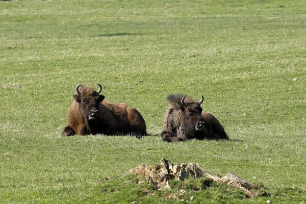 Bisonte Europeo Prado —  Fotos de Stock