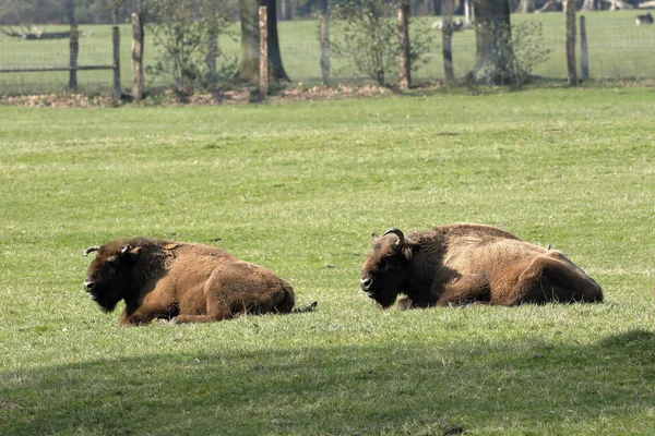 European Bison Meadow — Stock Photo, Image