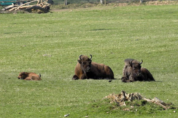 草地上的欧洲野牛 — 图库照片
