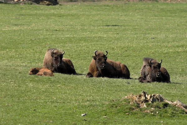 European Bison Meadow — Stock Photo, Image