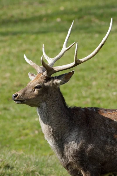 Rådjur Äng — Stockfoto