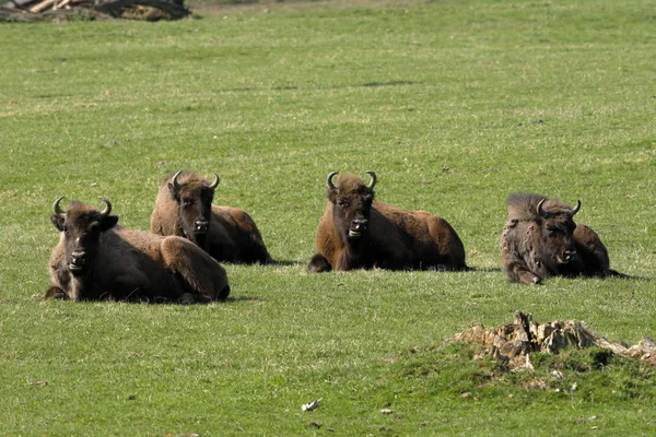 Ευρωπαϊκή Bison Ένα Λιβάδι — Φωτογραφία Αρχείου