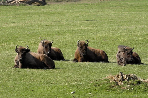 Der Wisent Auf Einer Wiese — Stockfoto