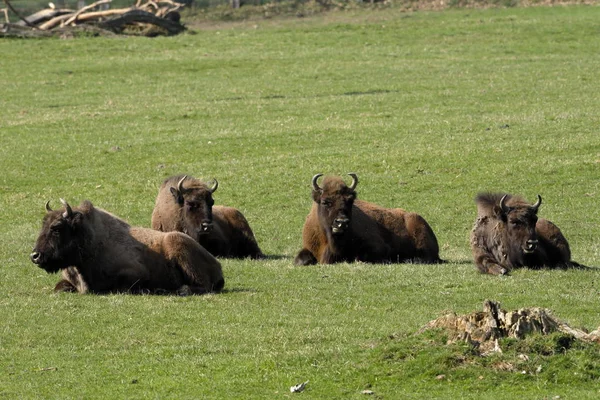 Ευρωπαϊκή Bison Ένα Λιβάδι — Φωτογραφία Αρχείου