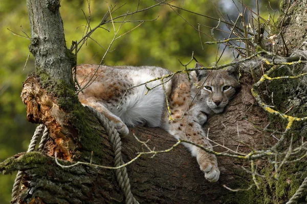 Lince Europeo Árbol —  Fotos de Stock