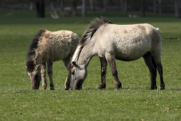 Caballos Salvajes Tarpan — Foto de Stock