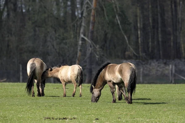 Caballos Salvajes Tarpan — Foto de Stock