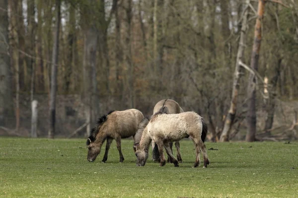 Caballos Salvajes Tarpan — Foto de Stock