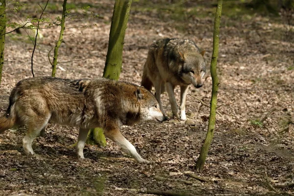 森のオオカミ — ストック写真