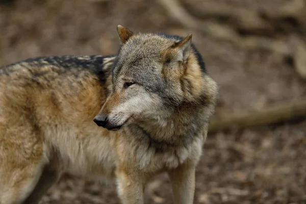 Wolf Het Bos — Stockfoto