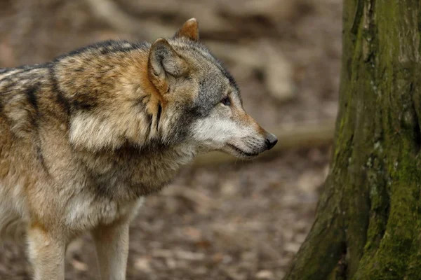Волк Лесу — стоковое фото
