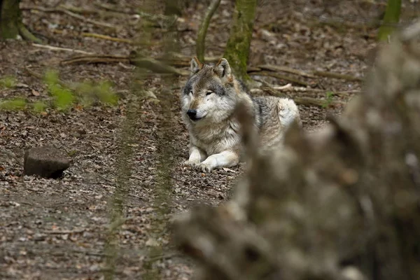 Lupo Nella Foresta — Foto Stock