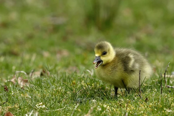 Husa Kuřaty Greylag — Stock fotografie