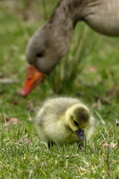 Husa Kuřaty Greylag — Stock fotografie