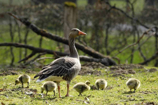 Ganso Greylag Europeo Con Los Polluelos — Foto de Stock