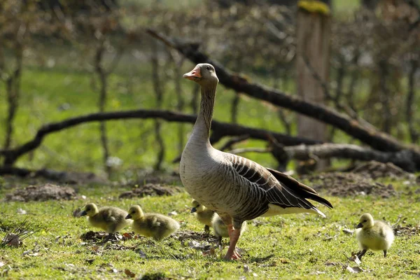 Husa Kuřaty Greylag — Stock fotografie