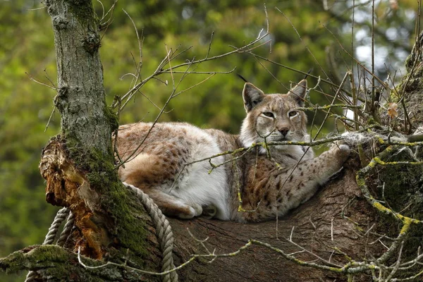 Lynx Europeu Uma Árvore — Fotografia de Stock