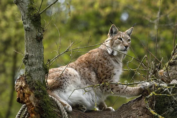 Lynx Europeu Uma Árvore — Fotografia de Stock