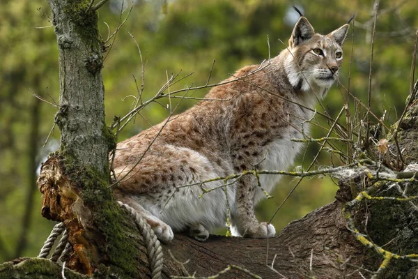 Lynx Europeu Uma Árvore — Fotografia de Stock