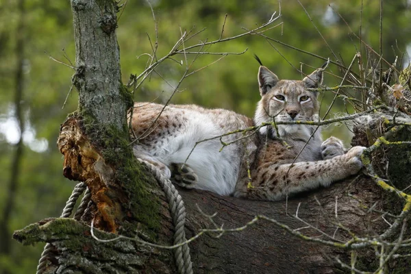 Lynx Europeu Uma Árvore — Fotografia de Stock