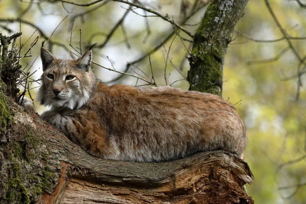 Lynx Européen Dans Arbre — Photo