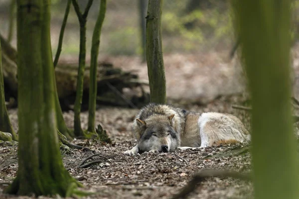 Λύκος Στο Δάσος — Φωτογραφία Αρχείου