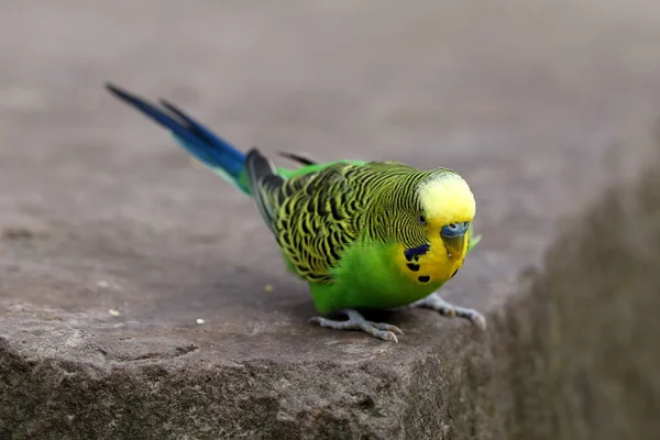 Budgies Australia — Stock Photo, Image