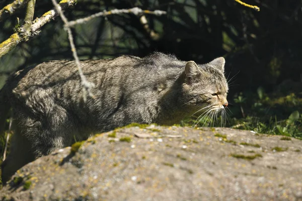 Evropská Divoká Kočka Přírodě — Stock fotografie