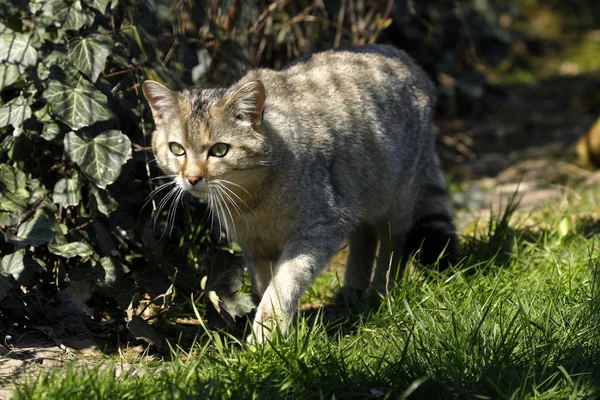 Gato Salvaje Europeo Naturaleza —  Fotos de Stock