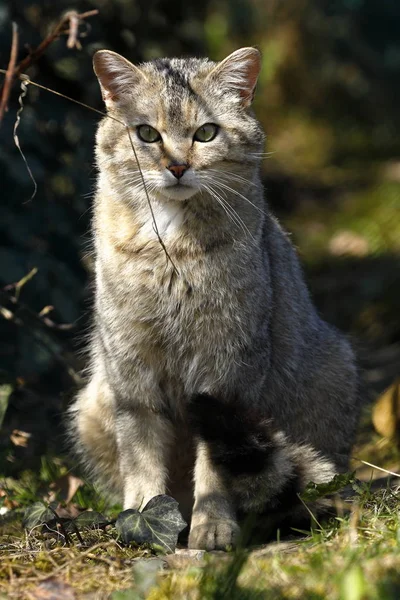 Gato Selvagem Europeu Natureza — Fotografia de Stock