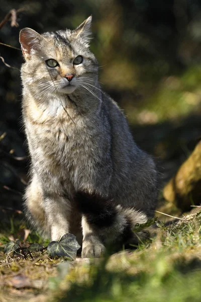 European Wildcat Nature — Stock Photo, Image