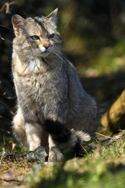 European Wildcat Nature — Stock Photo, Image