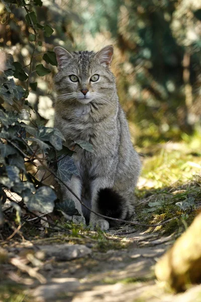 European Wildcat Nature — Stock Photo, Image
