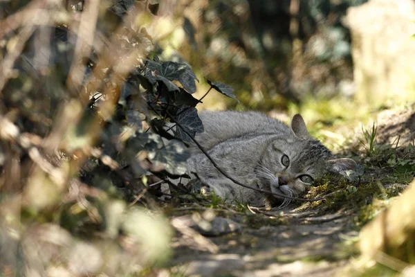 Gatto Selvatico Europeo Nella Natura — Foto Stock