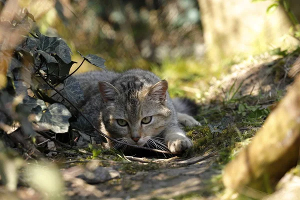 Chat Sauvage Européen Dans Nature — Photo