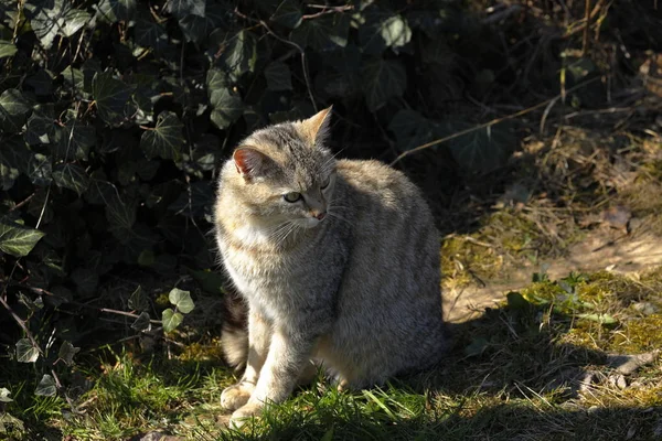 European Wildcat Nature — Stock Photo, Image