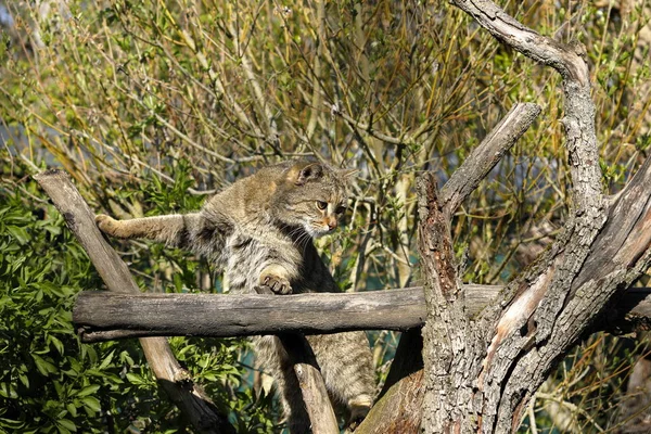 Gatto Selvatico Europeo Nella Natura — Foto Stock