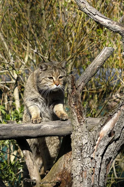 Die Europäische Wildkatze Der Natur — Stockfoto