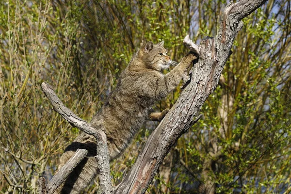 Gatto Selvatico Europeo Nella Natura — Foto Stock