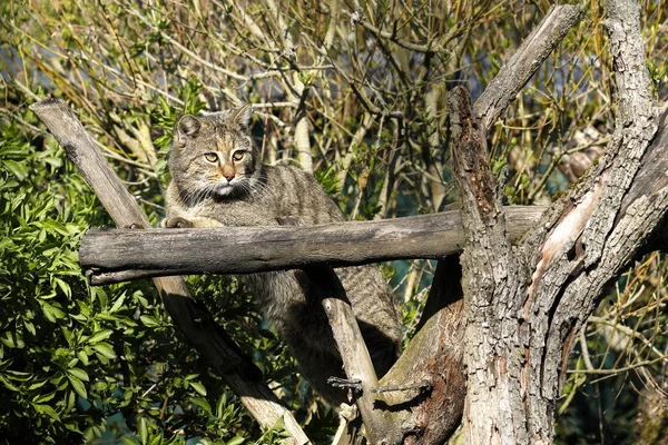 European Wildcat Nature — Stock Photo, Image