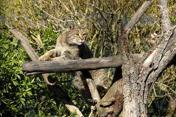 Gatto Selvatico Europeo Nella Natura — Foto Stock