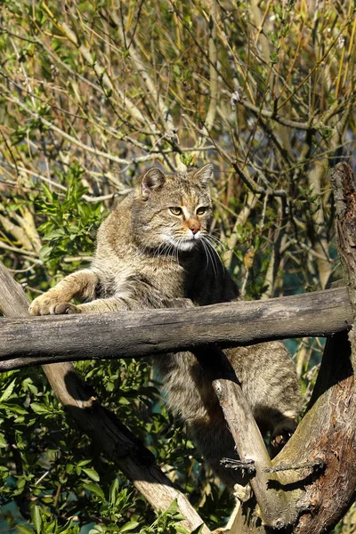 Gatto Selvatico Europeo Nella Natura — Foto Stock