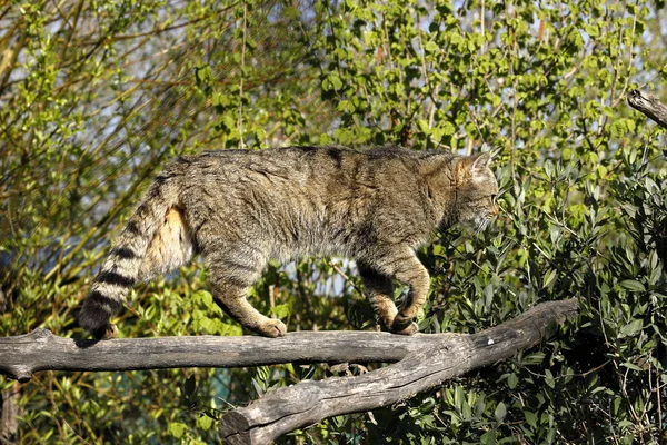 Wildcat Eropa Alam — Stok Foto